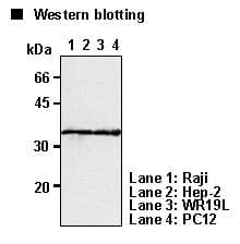 PCNA Antibody (clone 5A10)