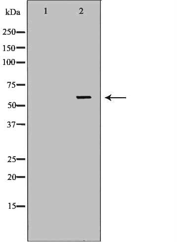 TCP1 Antibody
