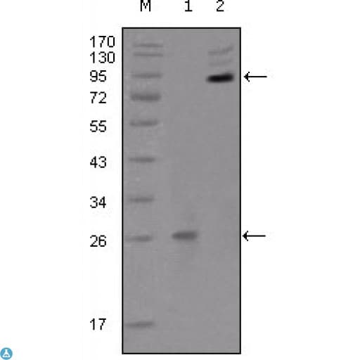 Monoclonal Mouse anti-Human EPHB2 / EPH Receptor B2 Antibody (IF, WB)