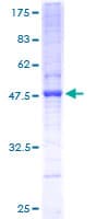 Human PIGH Protein (Recombinant GST)