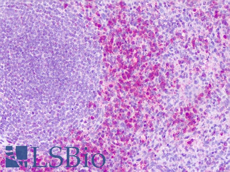 IHC-plus™ S1PR4 / SIP4 / EDG6 Antibody (Cytoplasmic Domain)