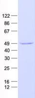 Human KLF12 Protein (Recombinant His, N-Terminal)
