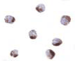 Gestrinone Antibody