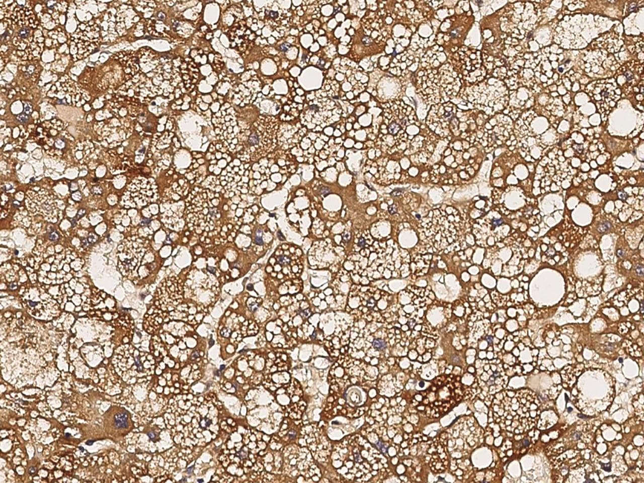 VEGFA / VEGF Antibody (clone 12, Preservative Free)