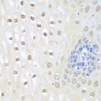 NEDD8 Antibody