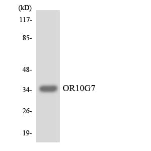 Polyclonal Rabbit anti-Human OR10G7 Antibody (aa224-273, WB)