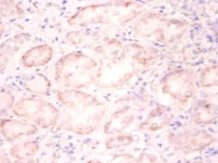 Histone H3.3 Antibody