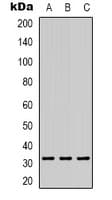 PEX19 Antibody (C-Terminus)