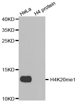 Histone H4 Antibody (Mono-Methyl-Arg20)