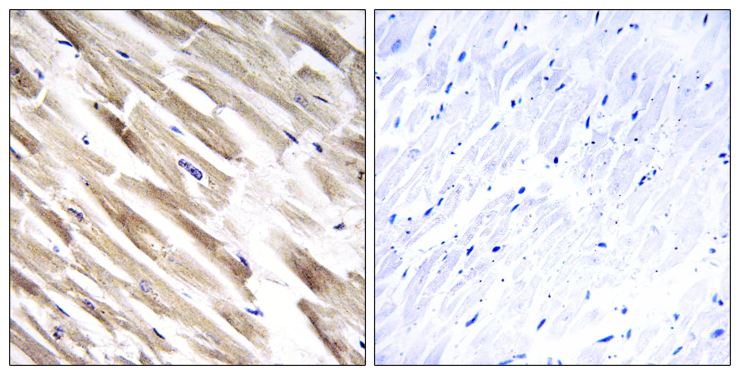 MRPL33 Antibody