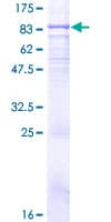Human TLR4 Protein (Recombinant GST)