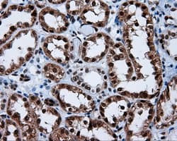 BAP / SIL1 Antibody (clone OTI1F9)