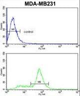 Polyclonal Rabbit anti-Human CAV2 / Caveolin 2 Antibody (aa11-44, IHC, IF, WB)