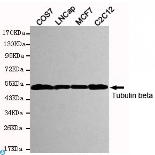 TUBB / Beta Tubulin Antibody