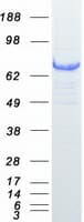 Human KEAP1 Protein (Recombinant Myc-DDK (Flag))
