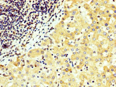 Polyclonal Rabbit anti-Human WNT4 Antibody (IHC, WB)