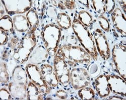 APP / Beta Amyloid Precursor Antibody (clone OTI7B8)