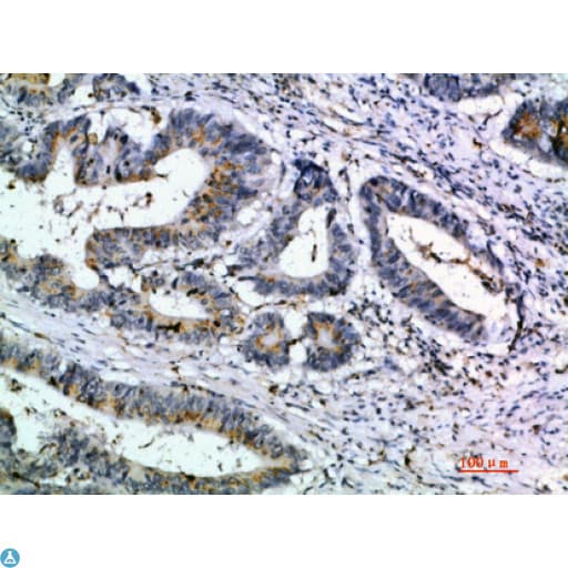 CCL21 / SLC Antibody