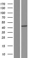CASP1 / Caspase 1 Protein (Over-Expression Lysate Myc-DDK (Flag))