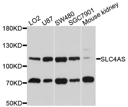 SLC4A5 / NBC4 Antibody