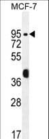 RACGAP1 / MGCRACGAP Antibody (aa23-50)
