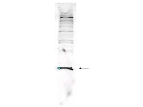 IHC-plus™ PARK7 / DJ-1 Antibody (C-Terminus)