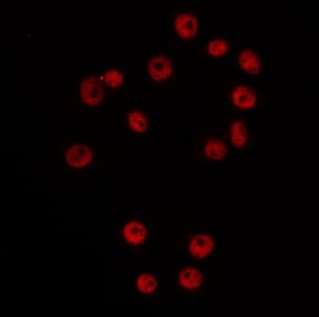 CCNG1 / Cyclin G1 Antibody