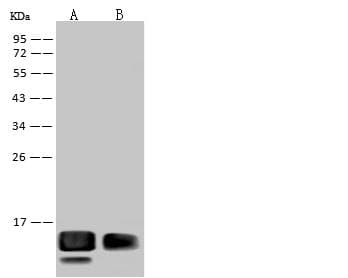 Monoclonal Rabbit anti-West Nile Virus WNV E Antibody (clone 087, Preservative Free, IHC, IF, WB)