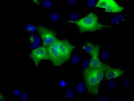 GORASP1 / GRASP65 Antibody (clone OTI5G8)
