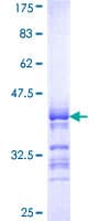 Human SIGLEC6 Protein (Recombinant GST, N-terminus)