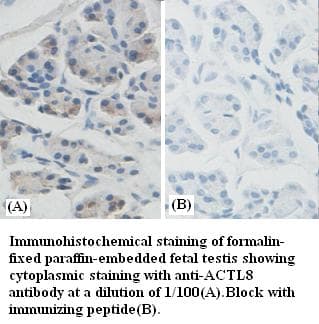 ACTL8 Antibody