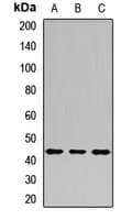 CD46 Antibody