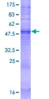 Human OR5P2 Protein (Recombinant GST)