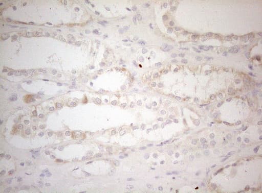 MXD4 Antibody (clone OTI7F7)