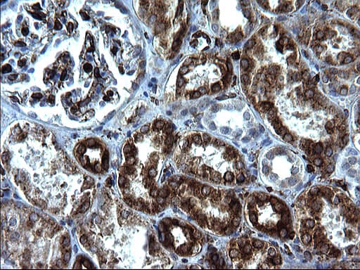 CD74 / CLIP Antibody (clone OTI1G10, Carrier-free)
