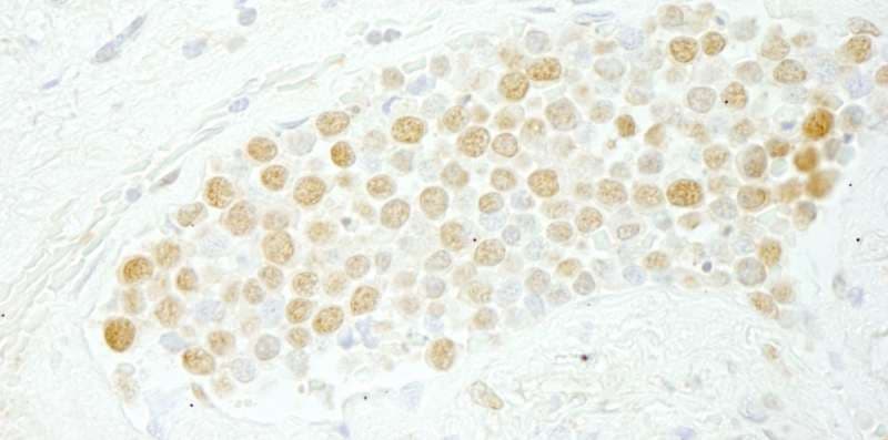 CDC5 / CDC5L Antibody (aa752-802)