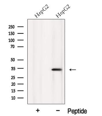 MTCH2 Antibody