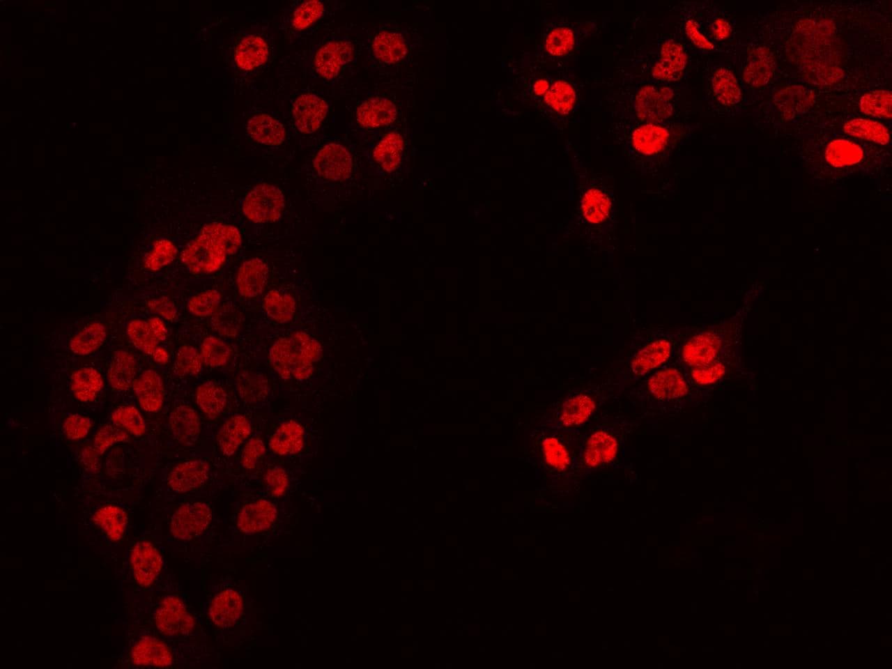 Requiem / DPF2 Antibody