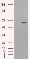 CYP1A2 Antibody (clone OTI6E2, Carrier-free)