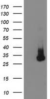 KCTD14 Antibody (clone OTI2B9)
