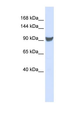 XPO1 / CRM1 Antibody (C-Terminus)