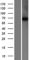 CFAP52 / WDR16 Protein (Over-Expression Lysate Myc-DDK (Flag))