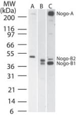 IHC-plus™ RTN4 / Nogo Antibody (aa14-30)