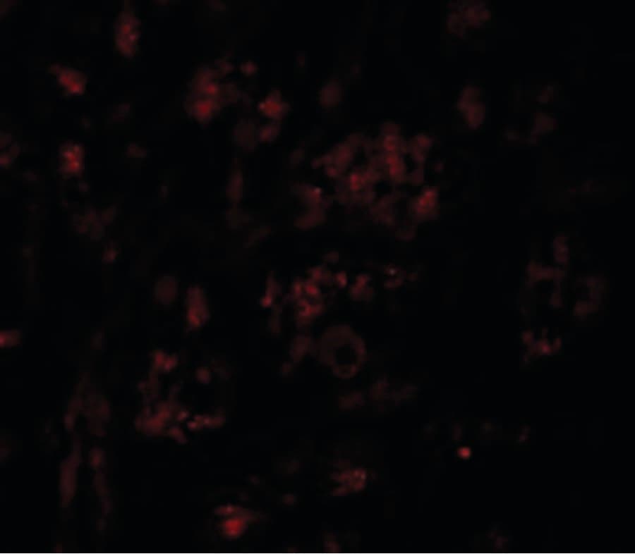 GSAP / PION Antibody