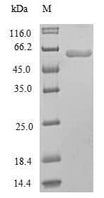 Mouse PPARG / PPAR Gamma Protein (Recombinant 10His, N-terminus)