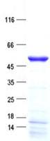 Human TRAPPC13 / C5orf44 Protein (Recombinant His, N-Terminal)