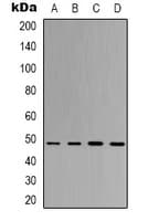 EIF4A1 Antibody
