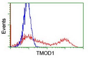 TMOD1 / Tropomodulin 1 Antibody (clone OTI3B12)