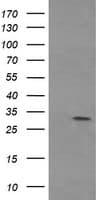 TPSG1 / Tryptase Gamma 1 Antibody (aa20-283, clone OTI1E11, Carrier-free)
