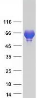Human SYN3 / Synapsin III Protein (Recombinant Myc-DDK (Flag))